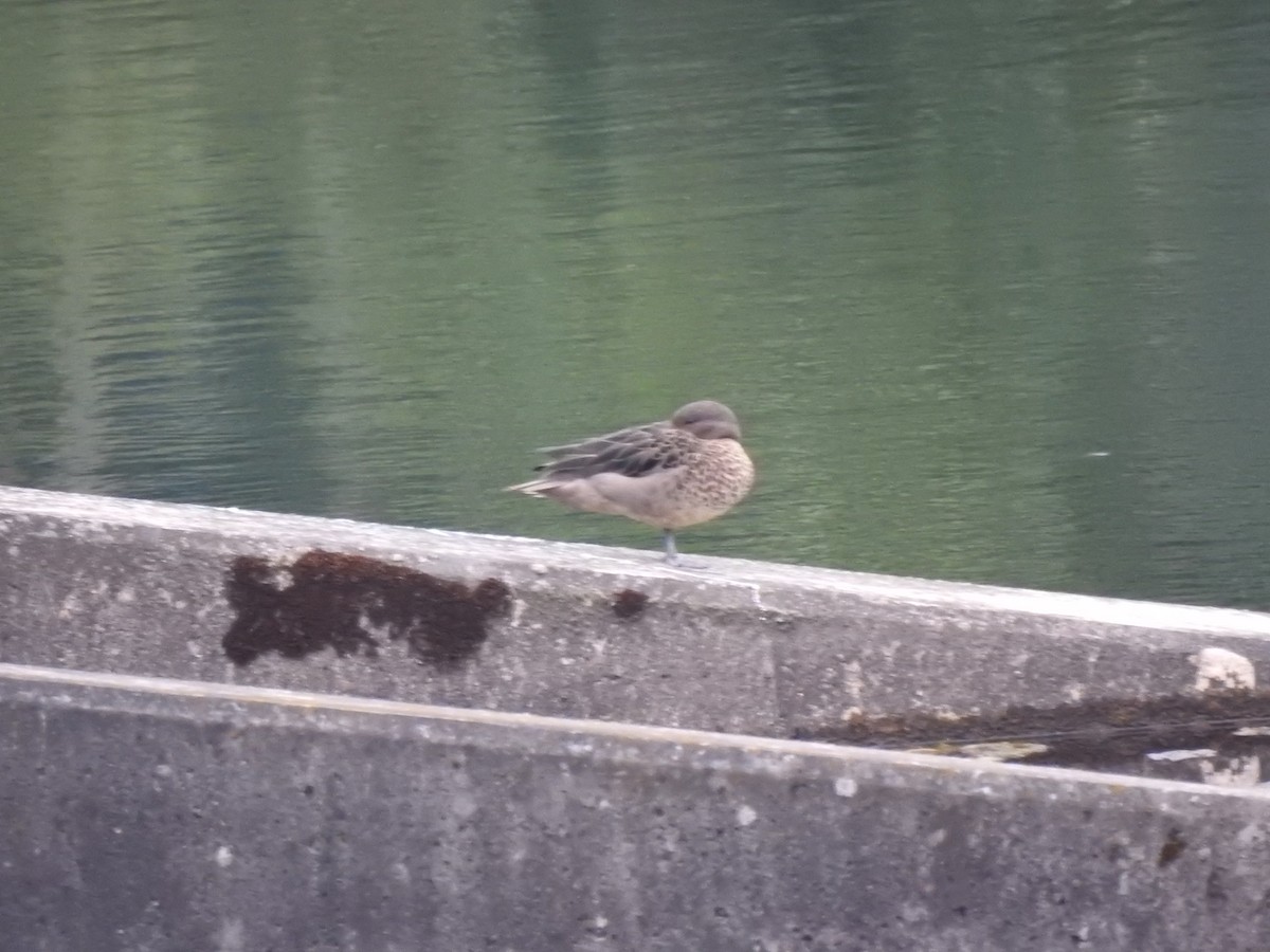 Sarcelle des Andes - ML645981917