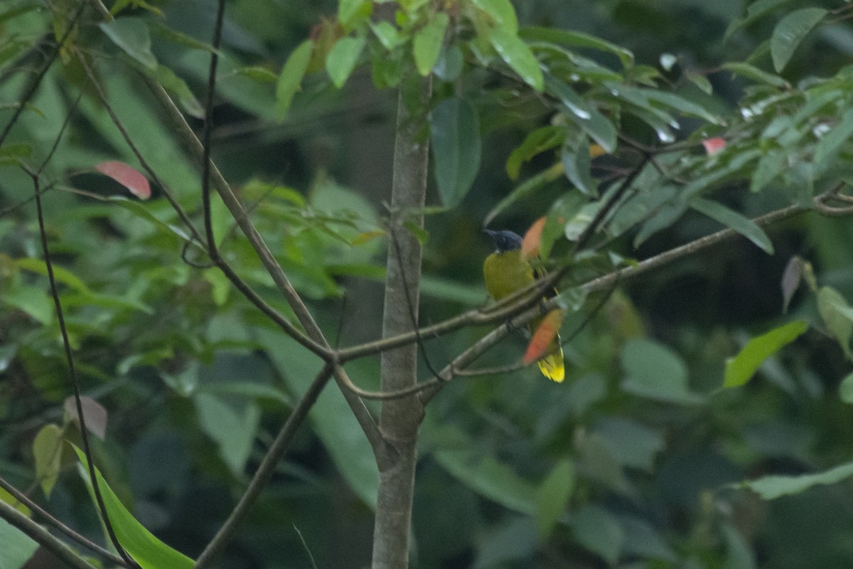 Black-headed Bulbul - ML645981919