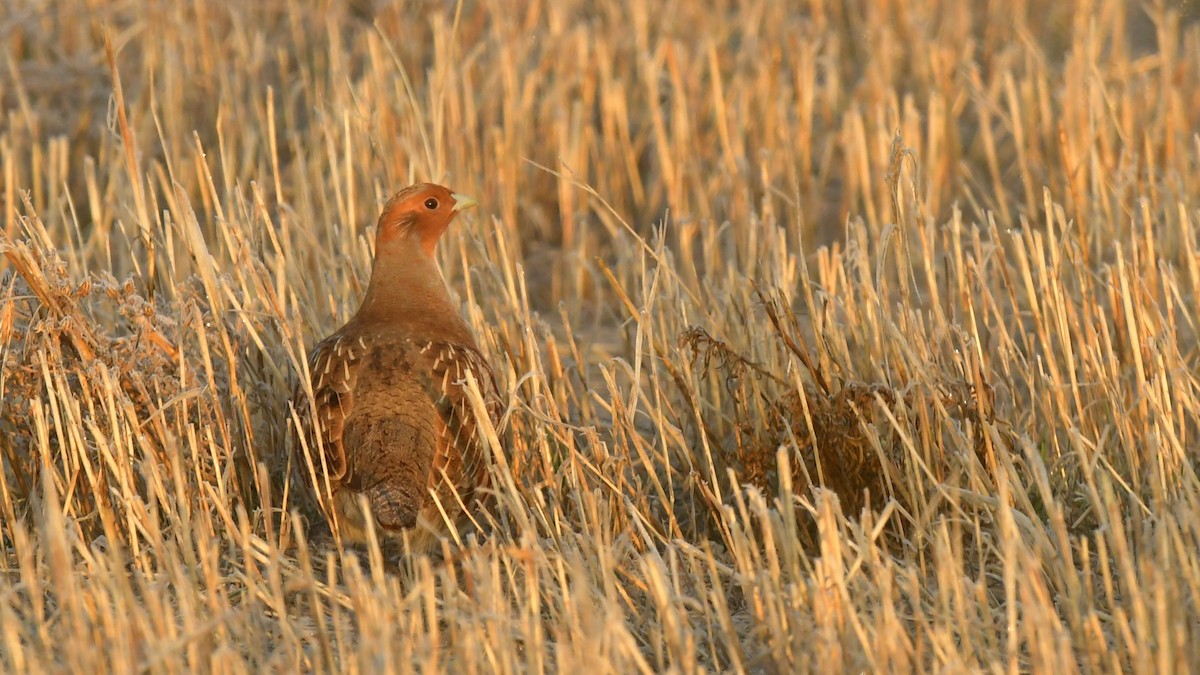Gray Partridge - ML645981921