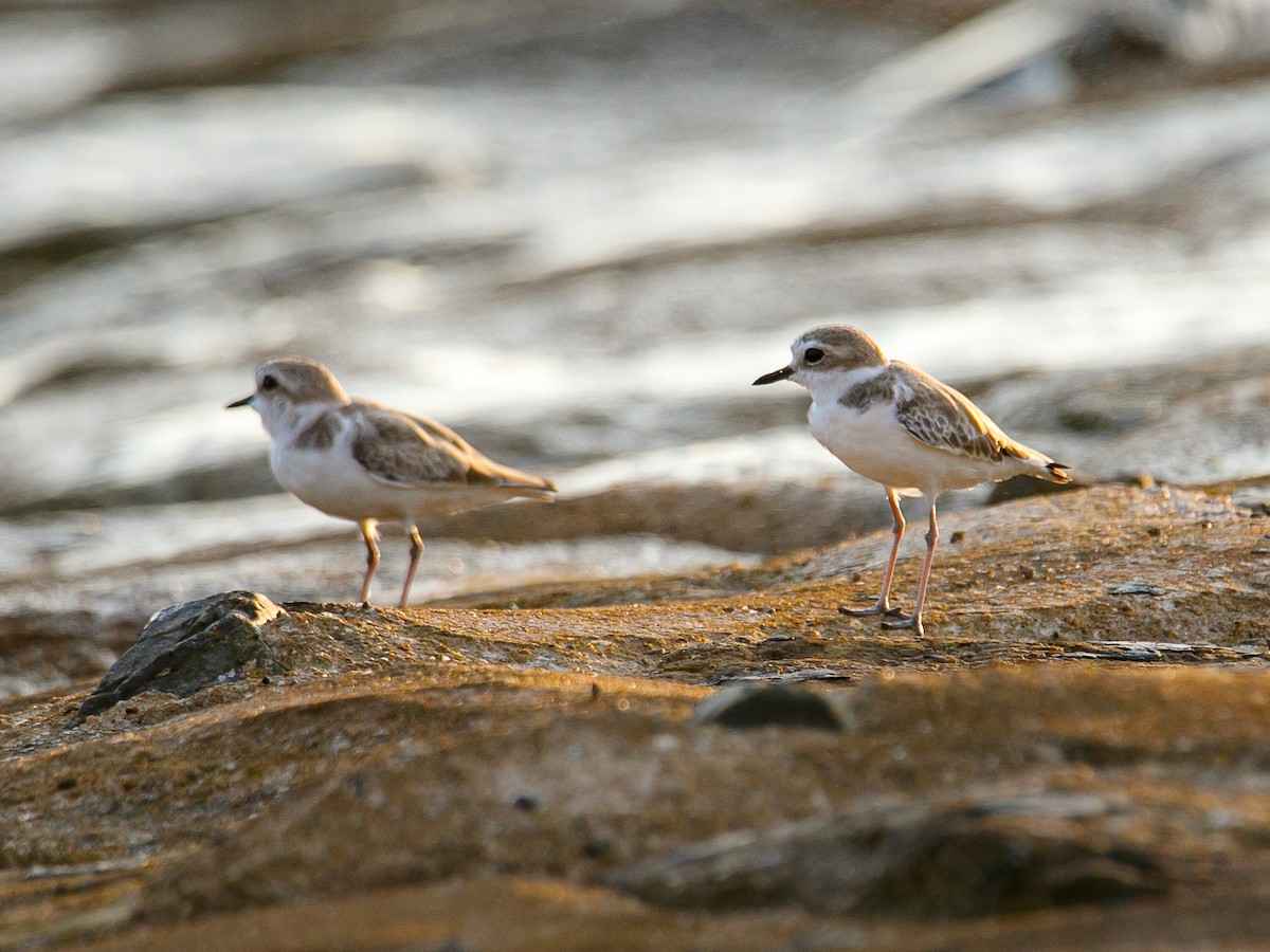White-faced Plover - ML645981926