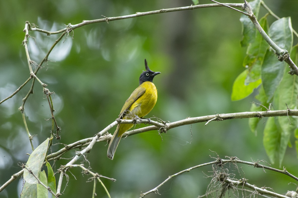 Black-crested Bulbul - ML645981927