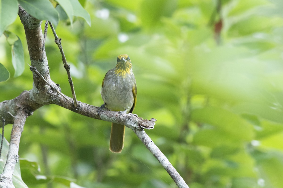 Stripe-throated Bulbul - ML645981932
