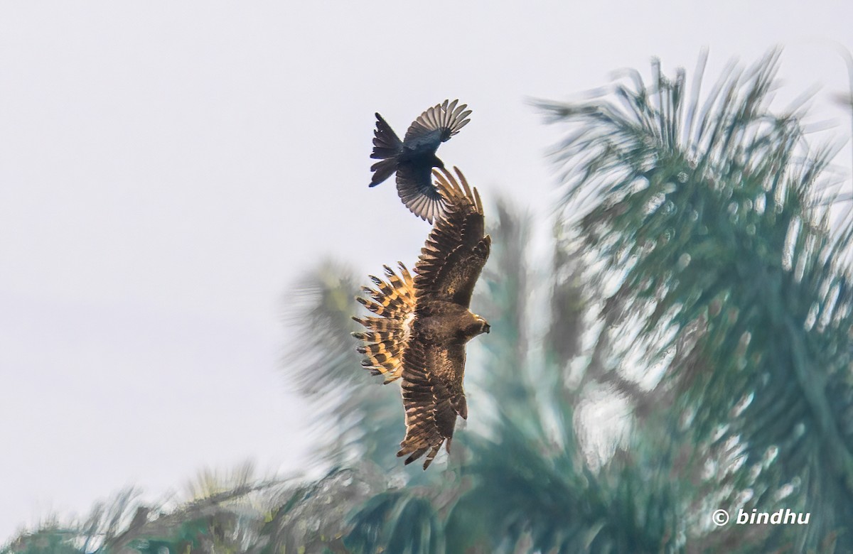 Montagu's Harrier - ML645981934