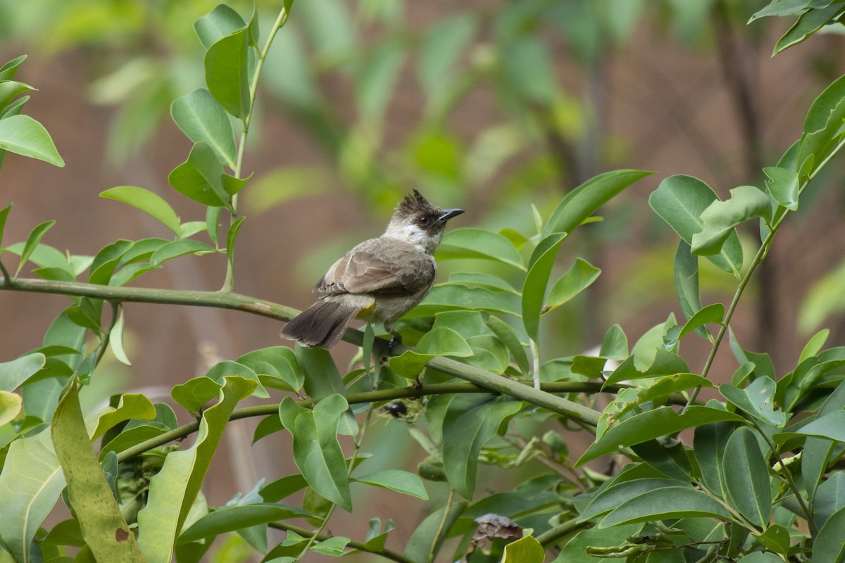 Sooty-headed Bulbul - ML645981935