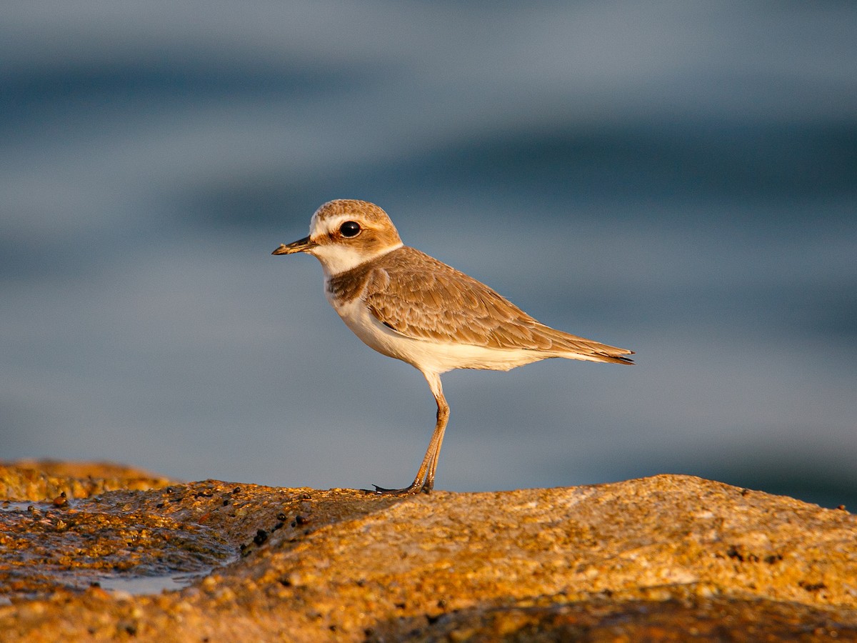 White-faced Plover - ML645981936