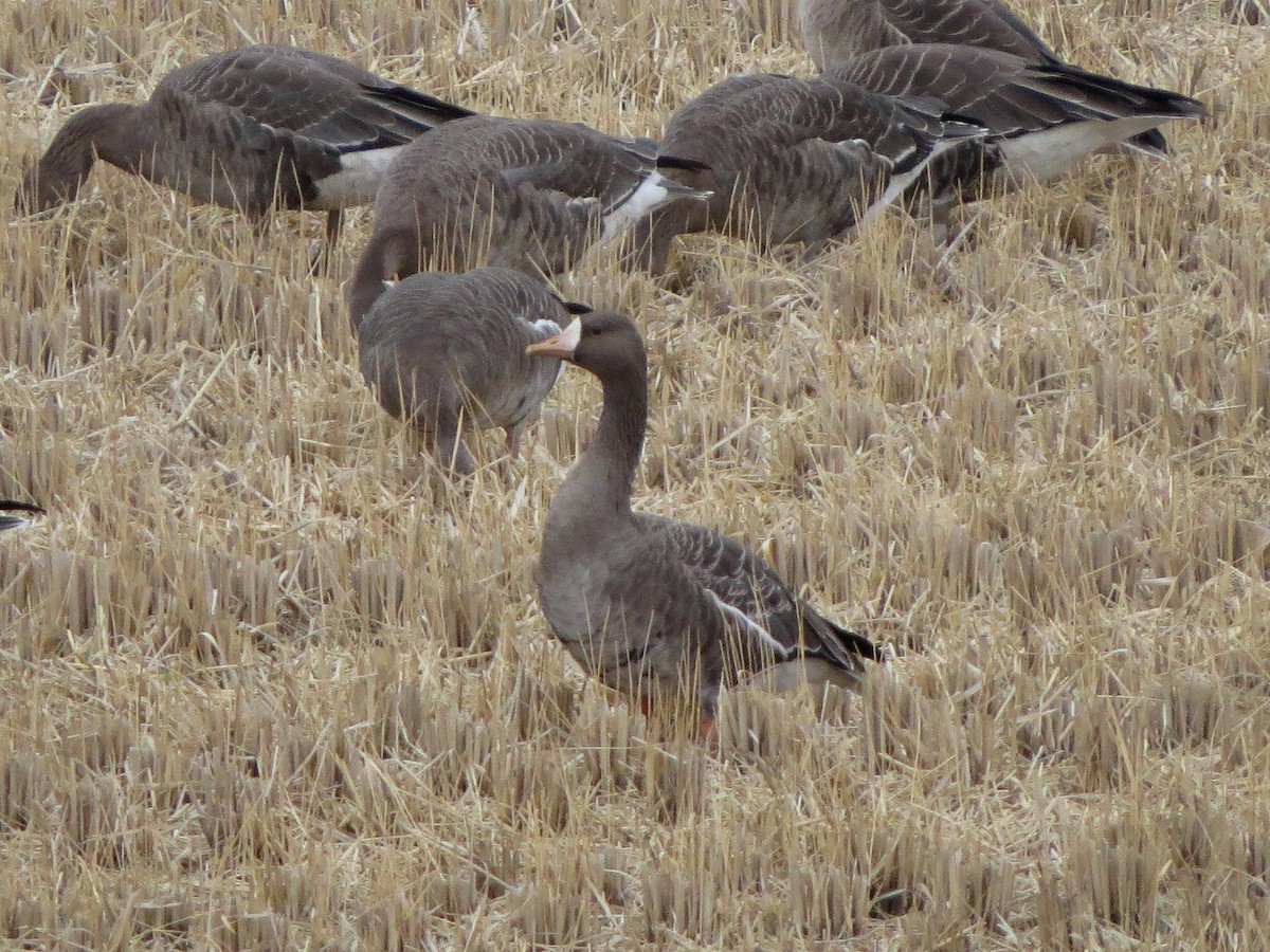 tundragås - ML645981938