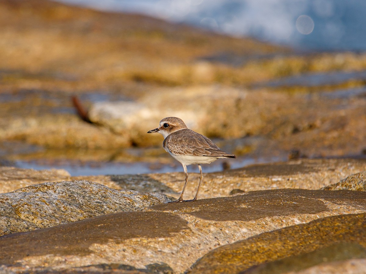 White-faced Plover - ML645981939
