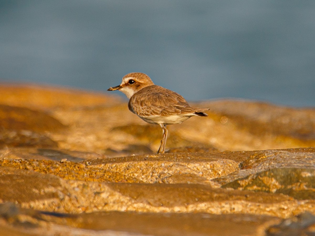 White-faced Plover - ML645981940