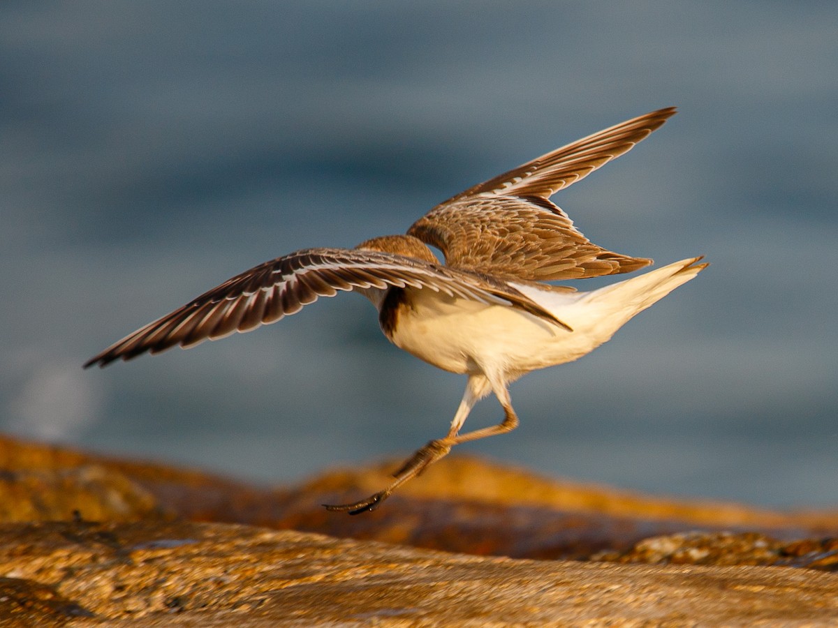 White-faced Plover - ML645981942