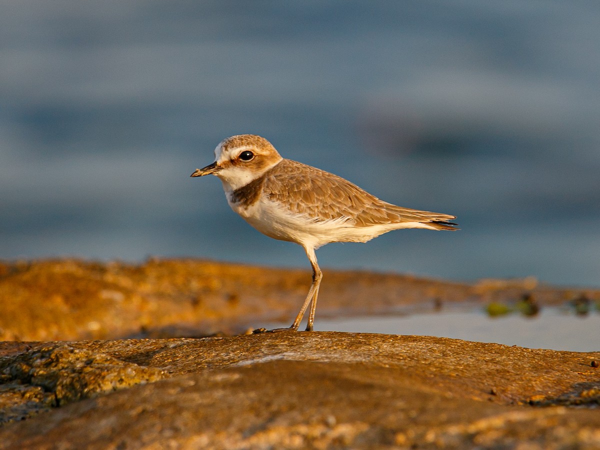 White-faced Plover - ML645981943