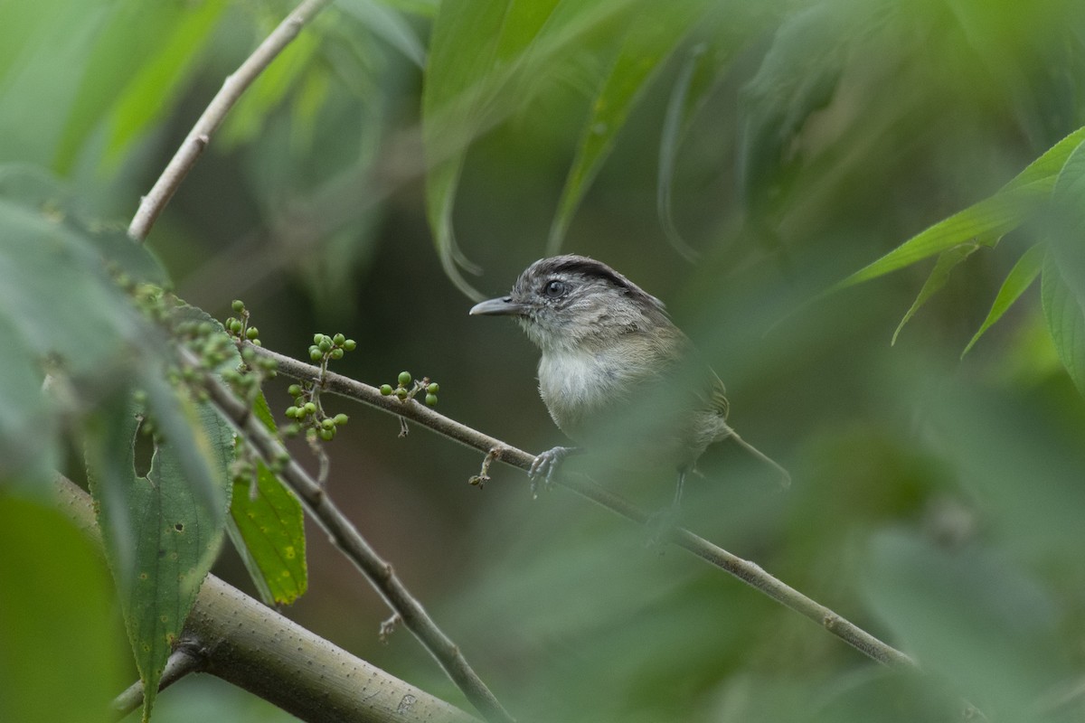 Black-browed Fulvetta - ML645981945