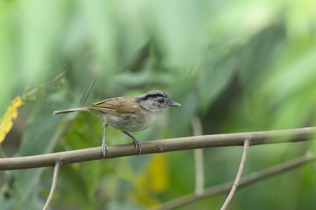 Black-browed Fulvetta - ML645981946