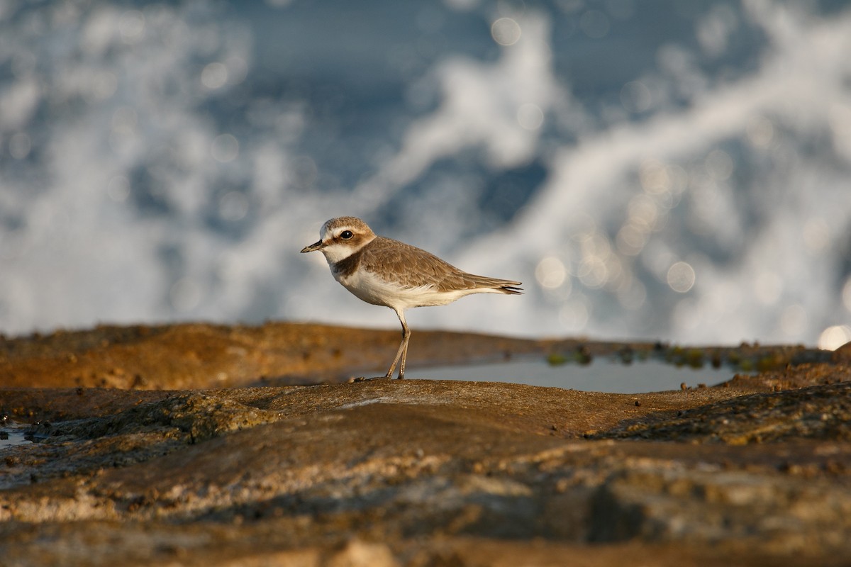 White-faced Plover - ML645981947