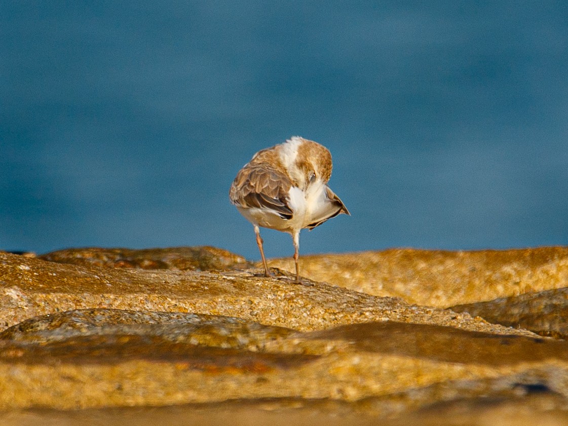 White-faced Plover - ML645981954