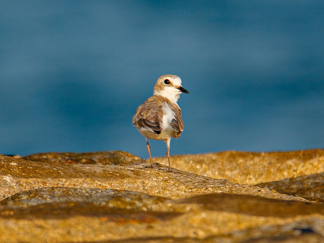 White-faced Plover - ML645981955