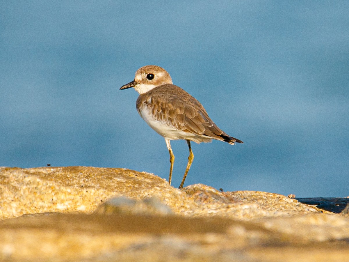 White-faced Plover - ML645981956