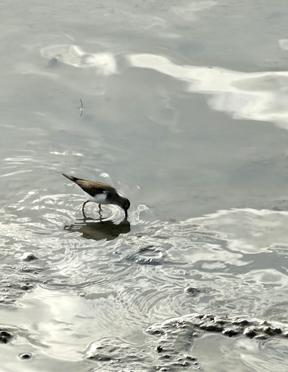 Common Sandpiper - ML645981957