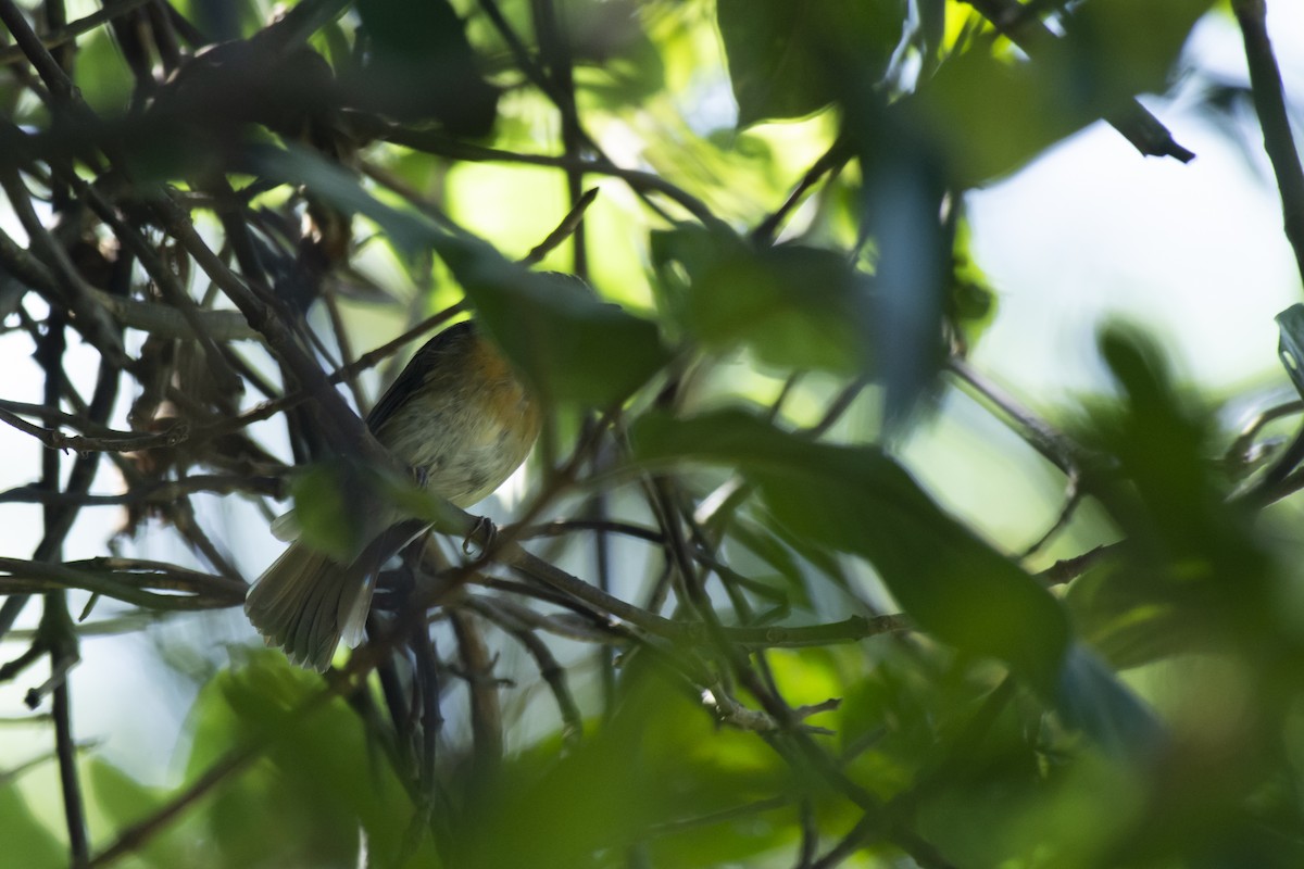 Hainan Blue Flycatcher - ML645981958