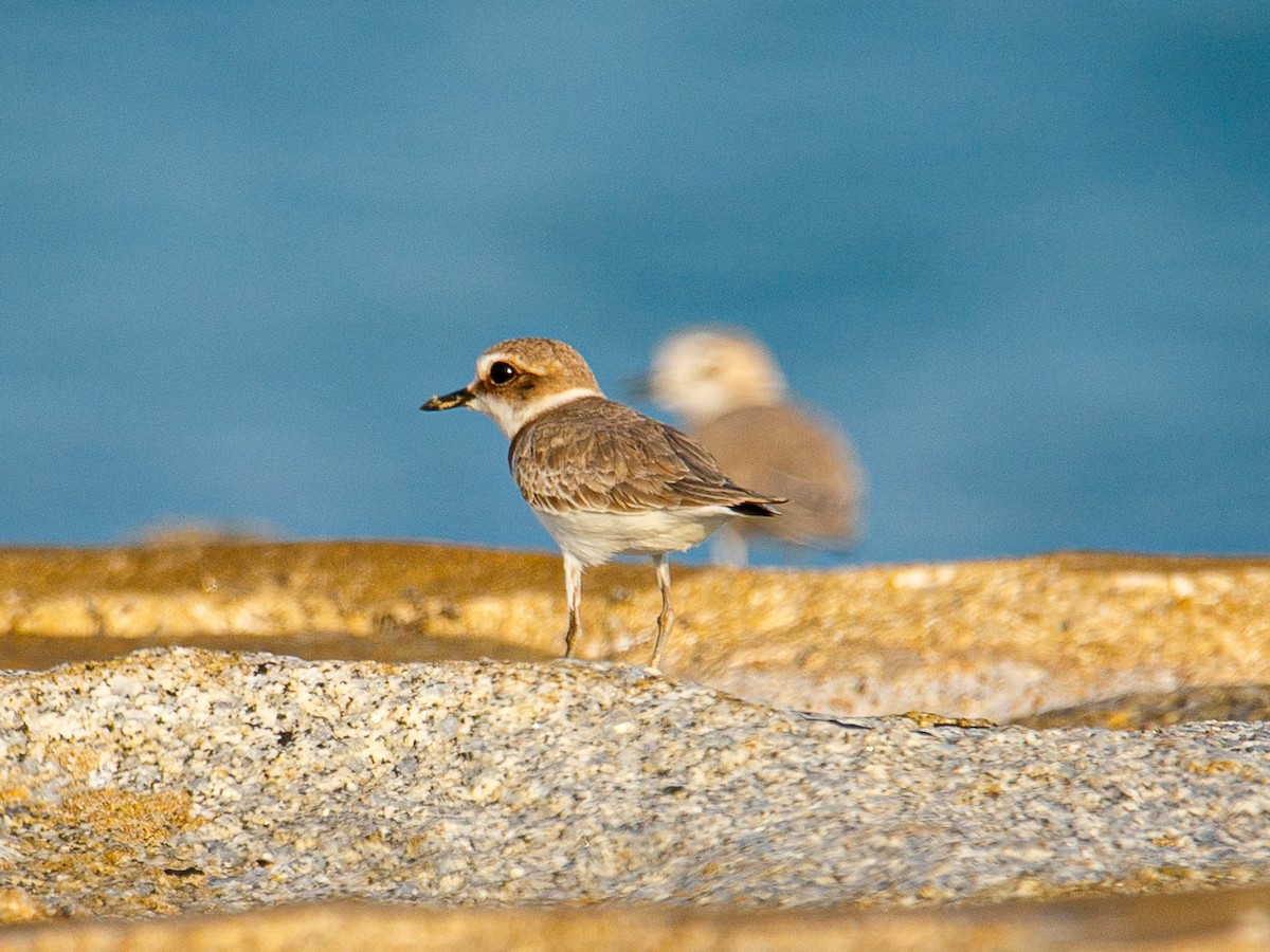 White-faced Plover - ML645981961
