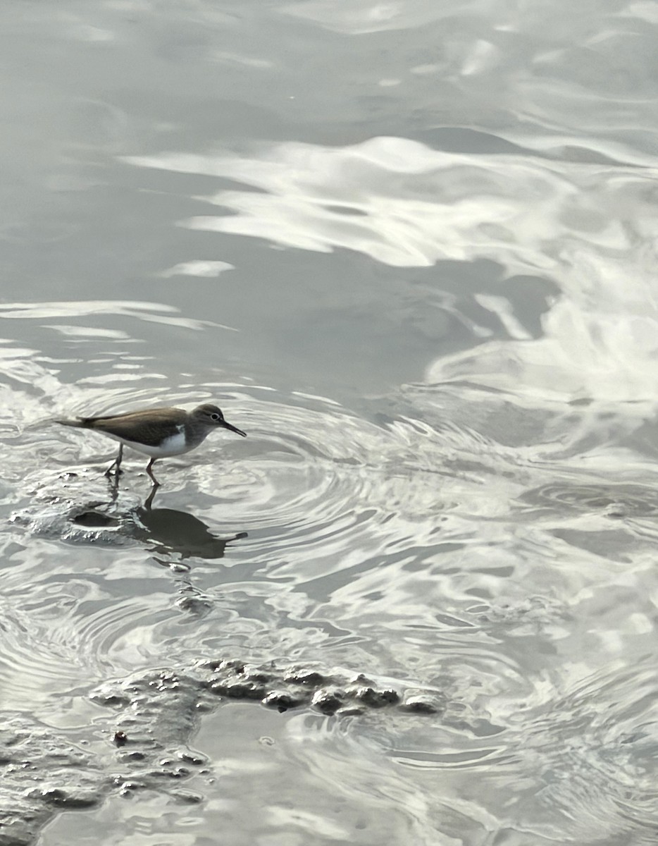 Common Sandpiper - ML645981968