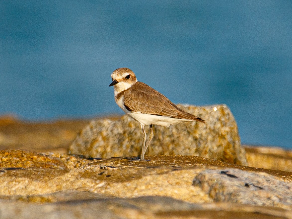 White-faced Plover - ML645981971