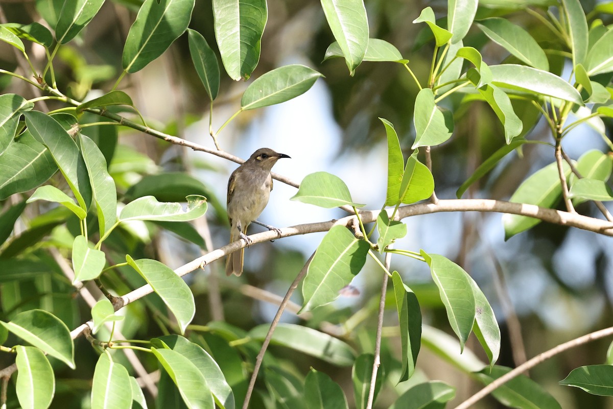 Brown Honeyeater - ML645981972