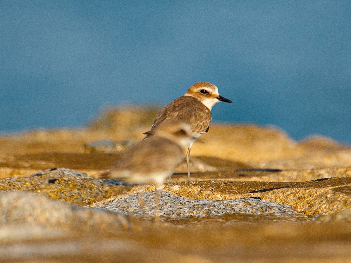 White-faced Plover - ML645981975