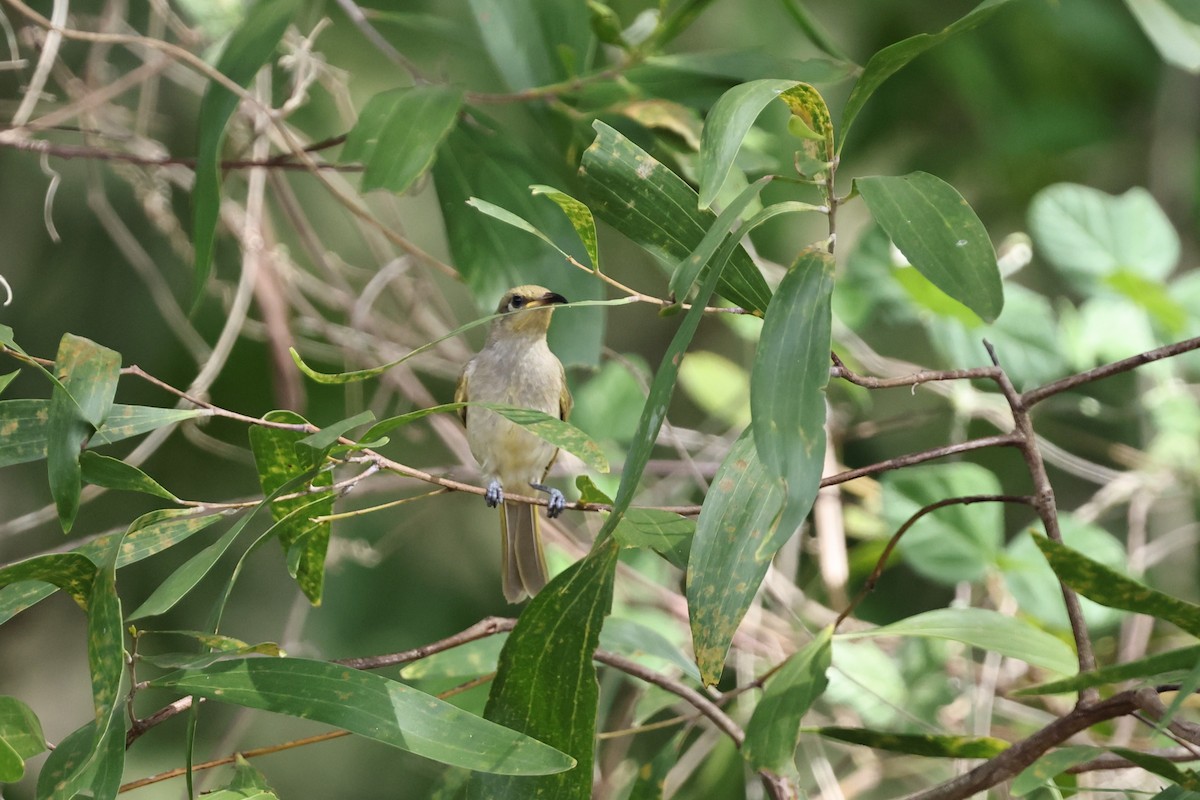 Brown Honeyeater - ML645981976