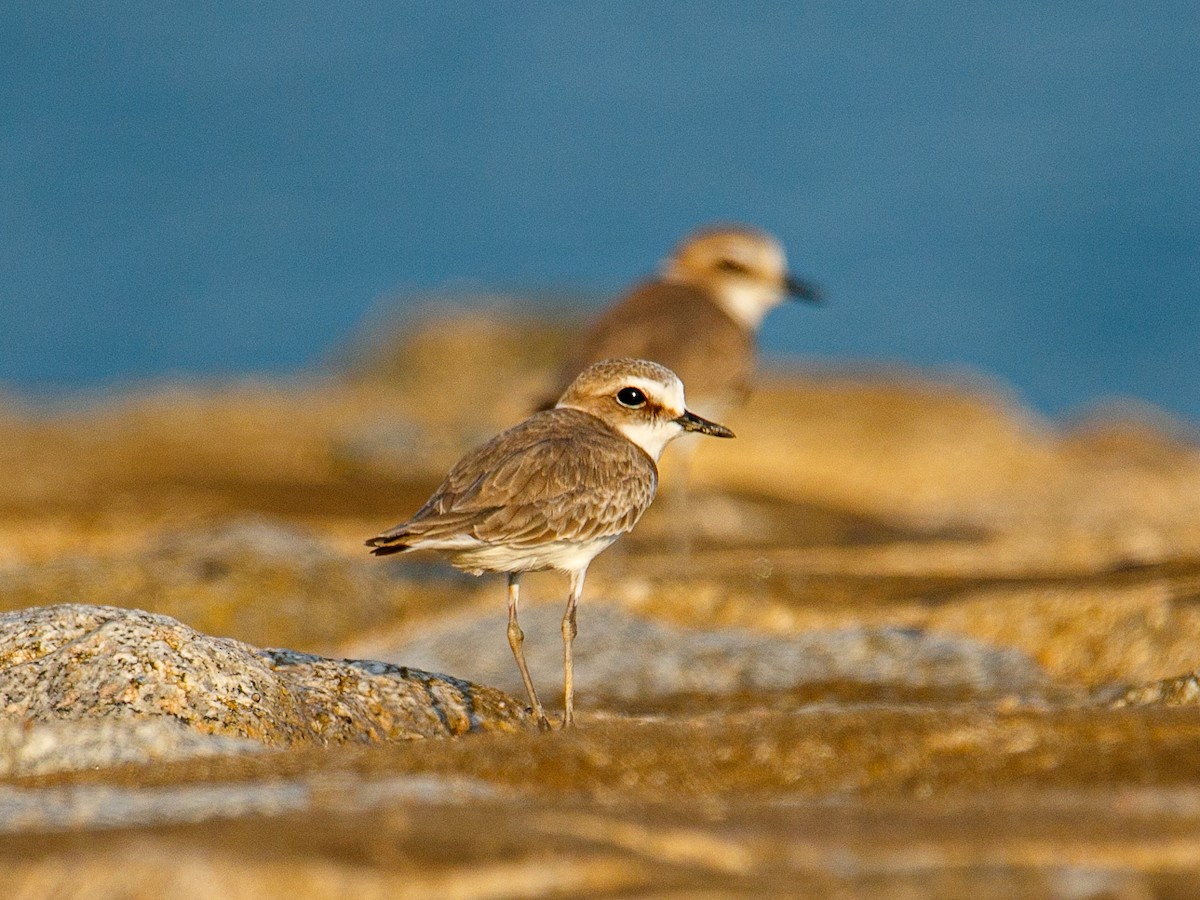 White-faced Plover - ML645981979