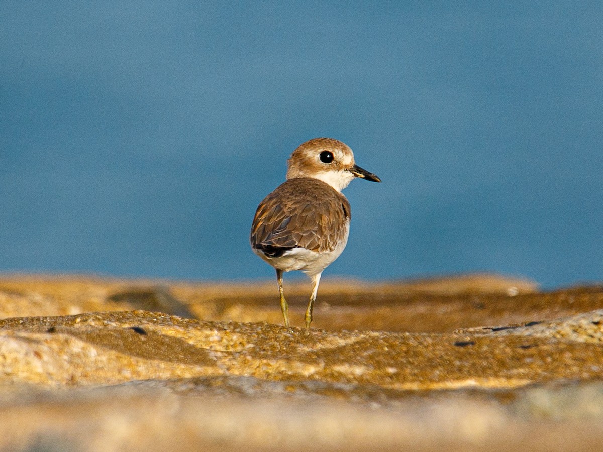 White-faced Plover - ML645981982