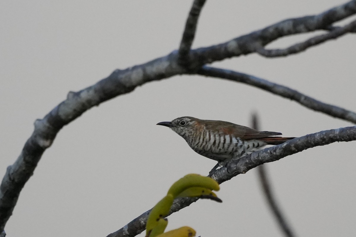 Little Bronze-Cuckoo - ML645981983