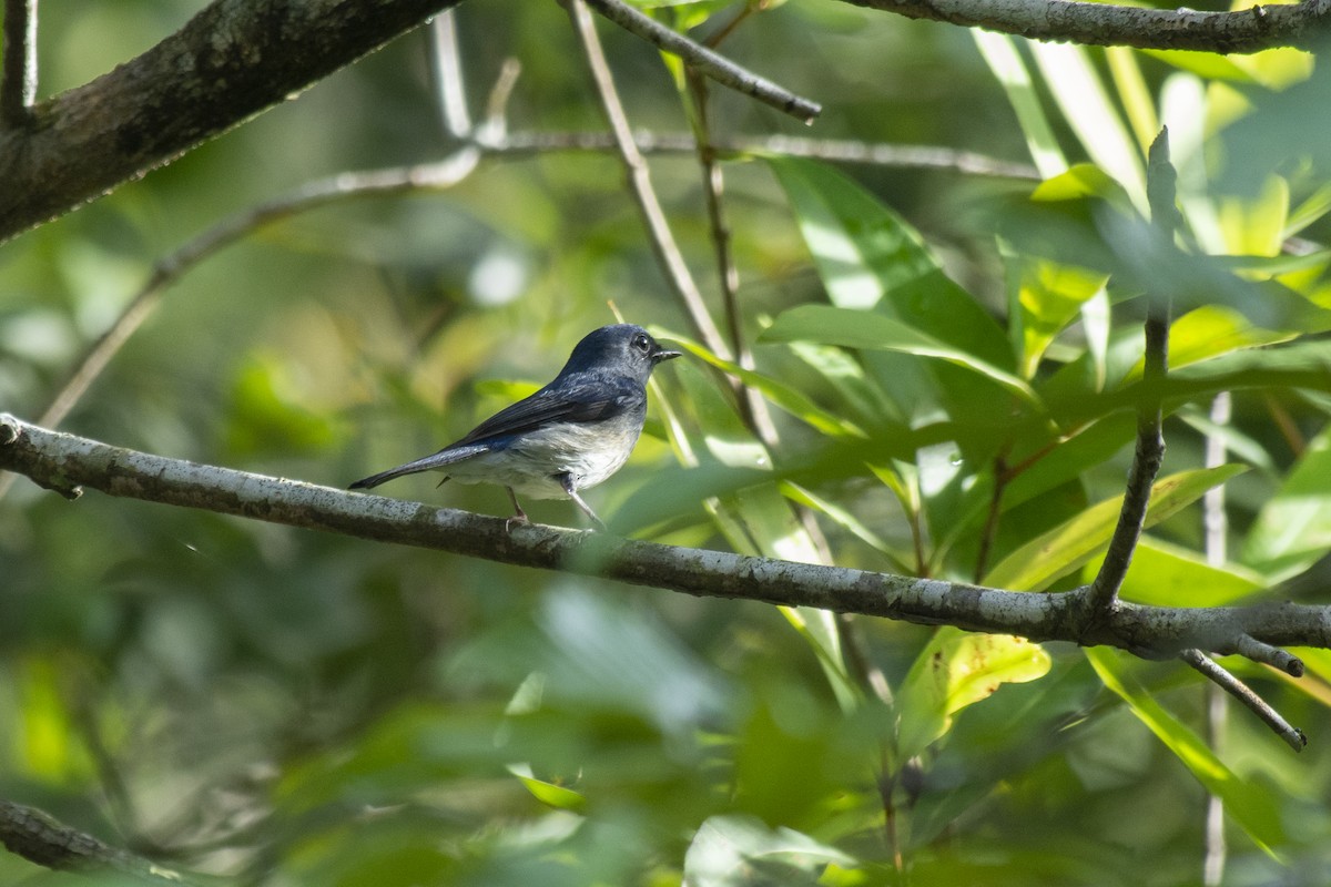 Hainan Blue Flycatcher - ML645981985