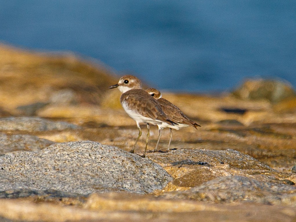 White-faced Plover - ML645981988