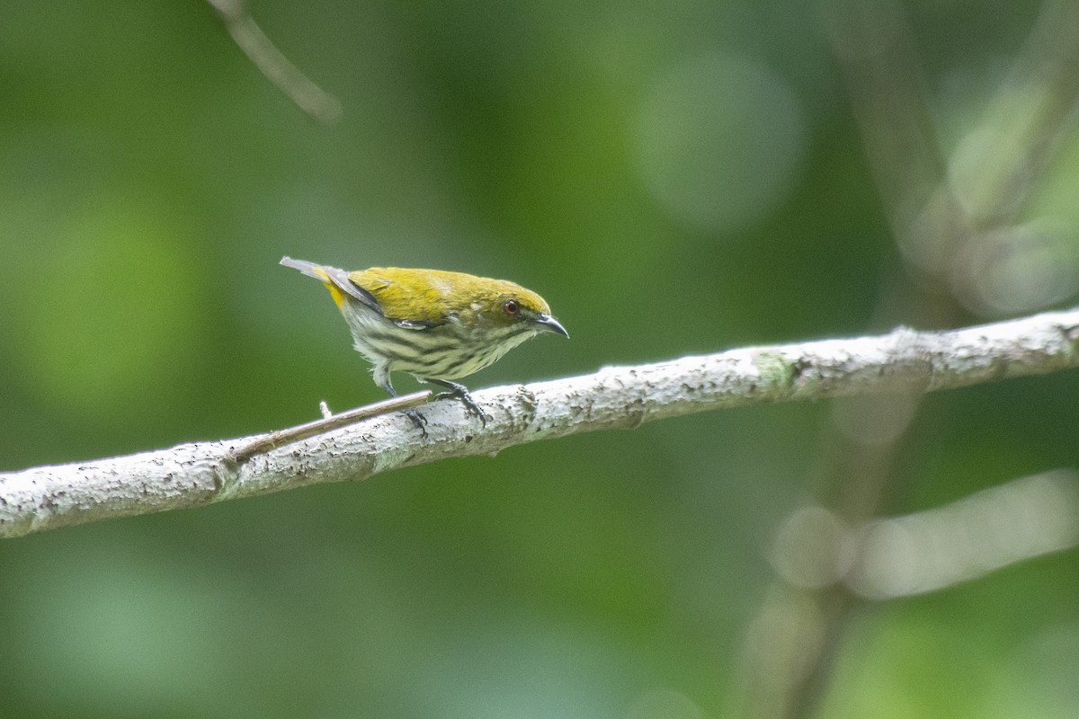 Yellow-vented Flowerpecker - ML645981989