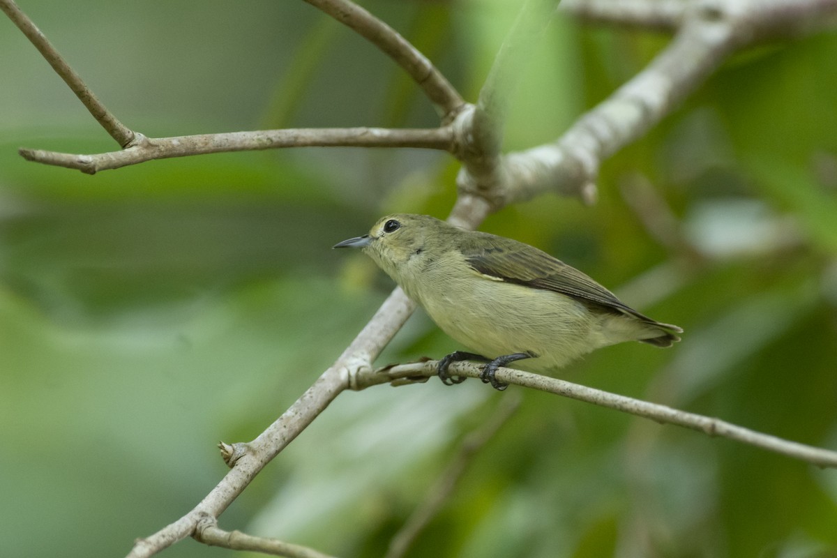 Plain Flowerpecker - ML645981992