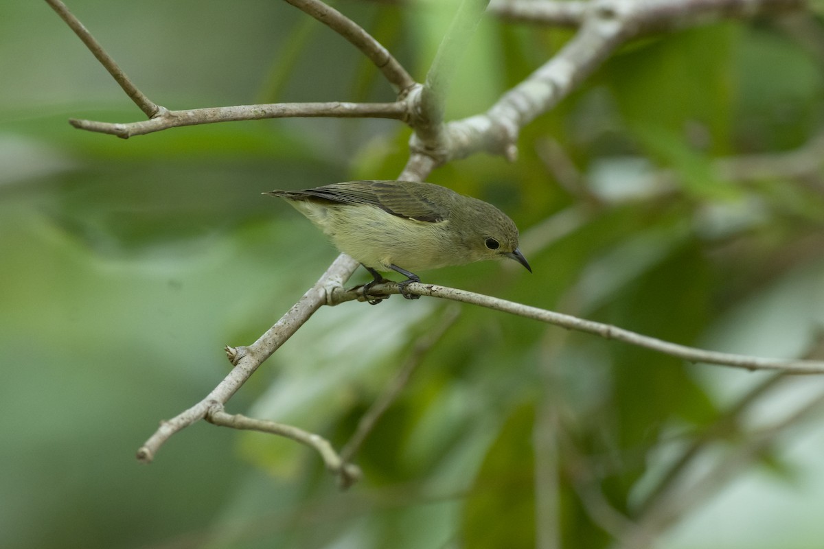Plain Flowerpecker - ML645981993