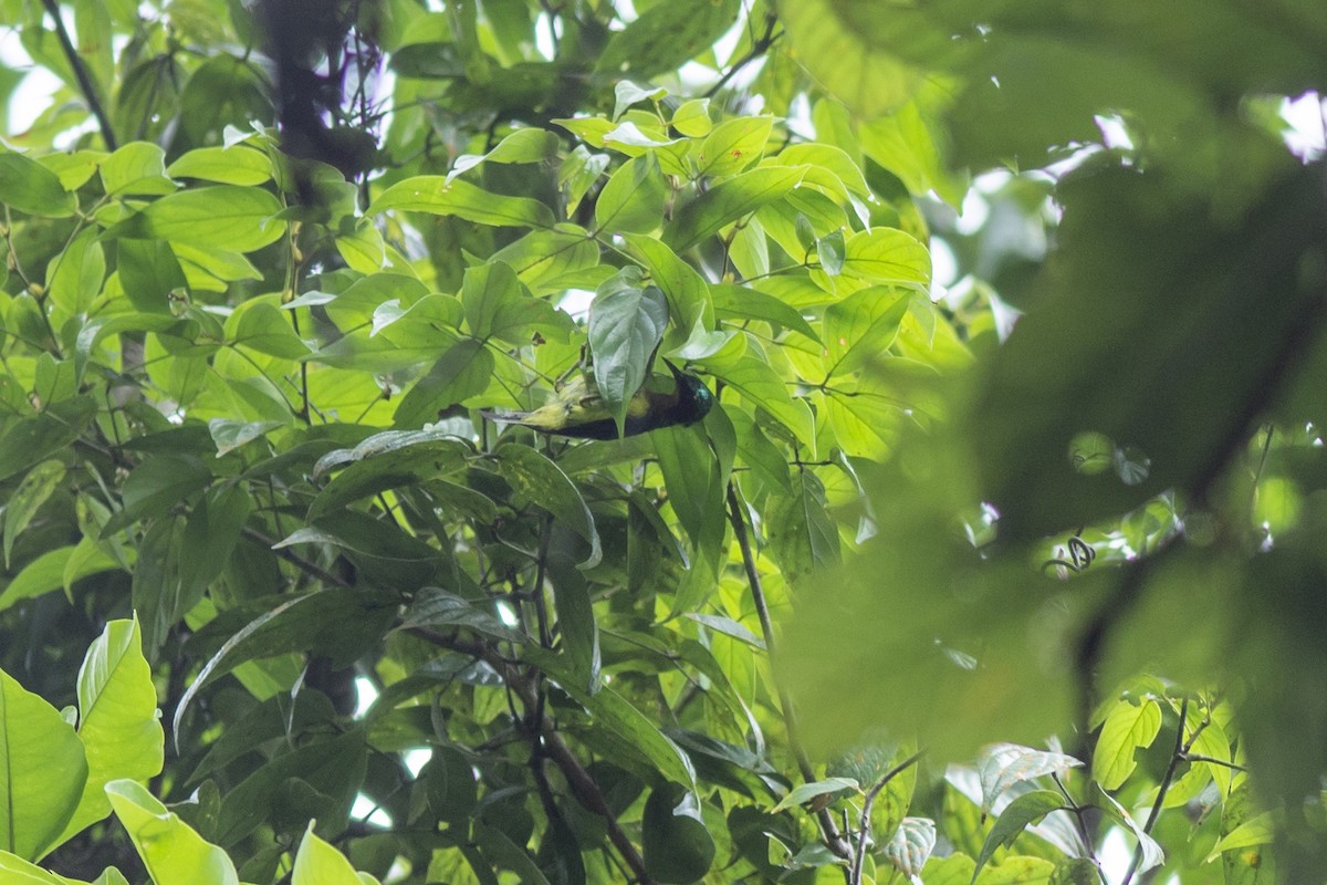 Ruby-cheeked Sunbird - ML645981997