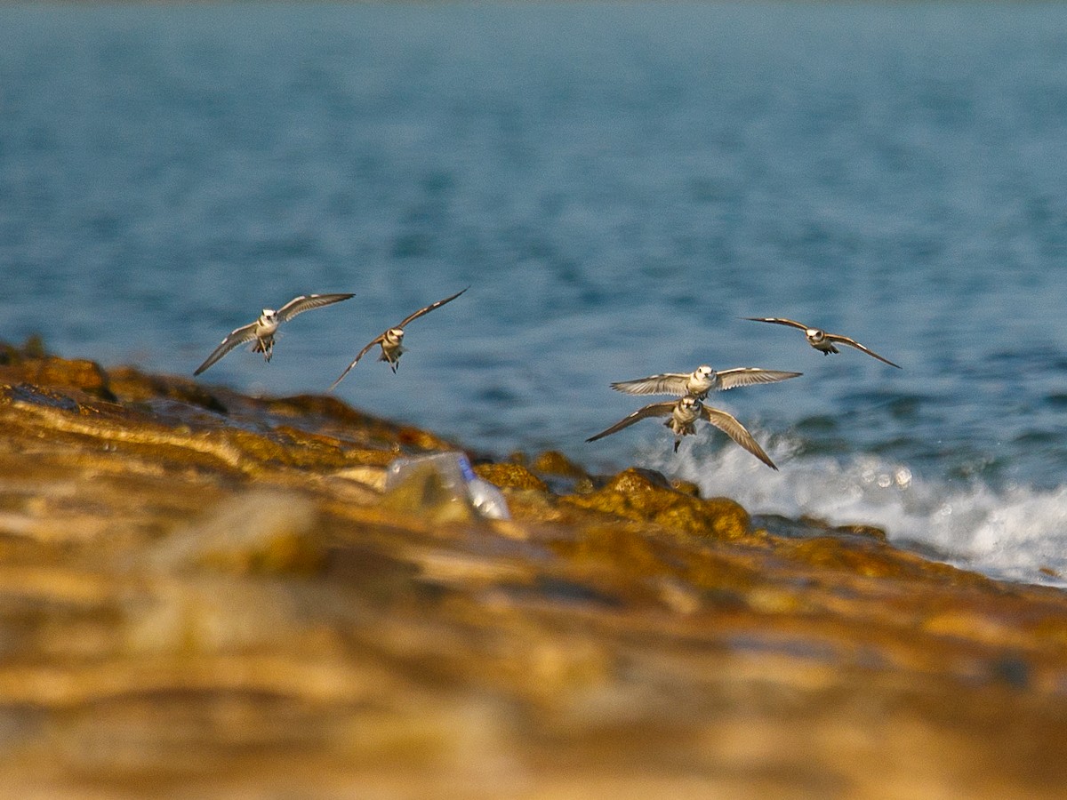 White-faced Plover - ML645982001