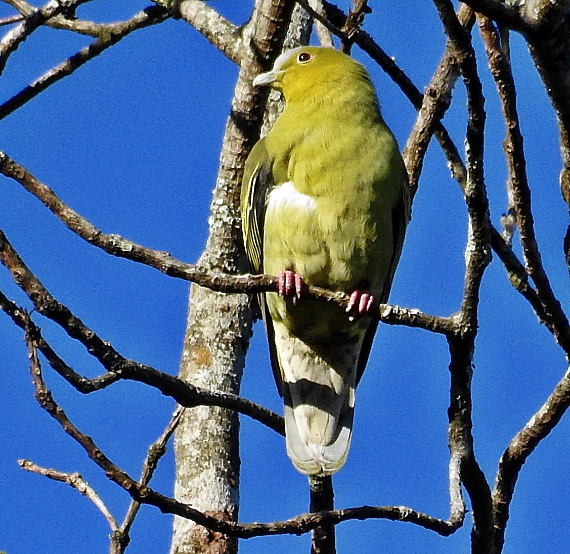 Ashy-headed Green-Pigeon - ML645982004