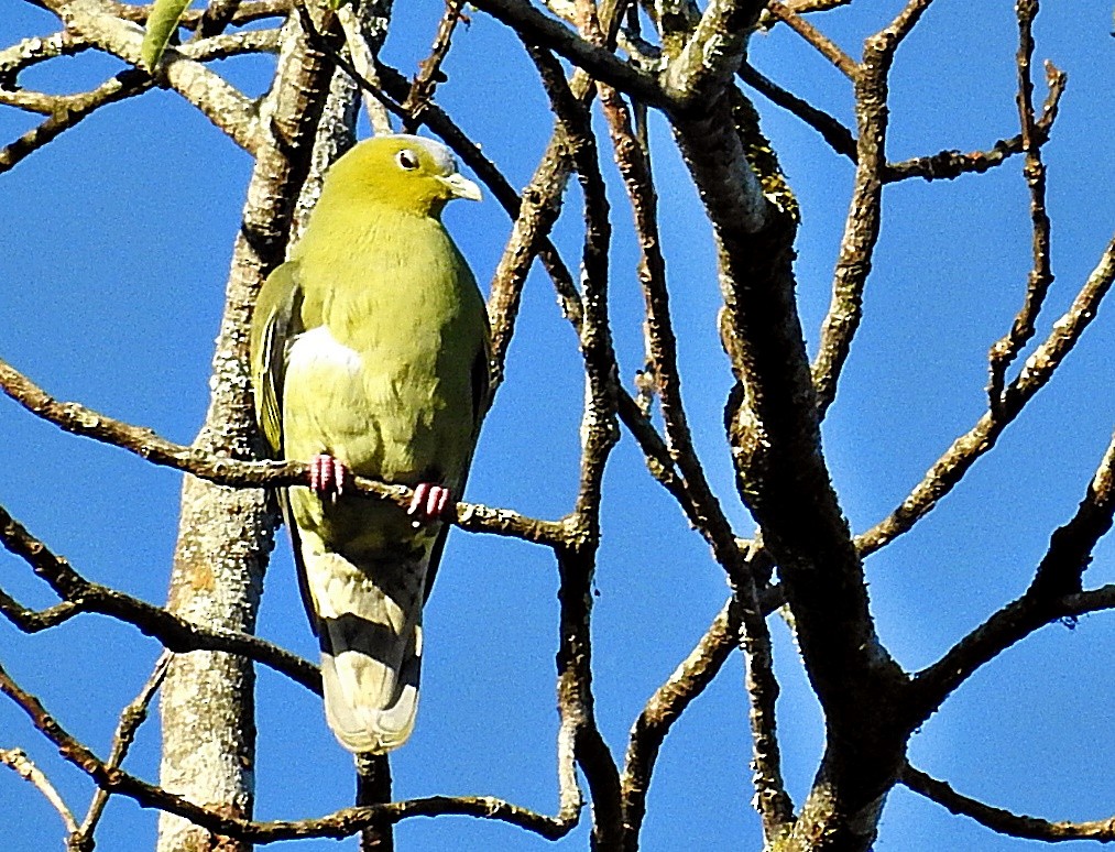 Ashy-headed Green-Pigeon - ML645982005