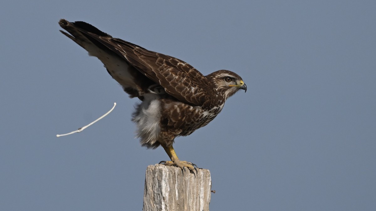 Buse variable - ML645982010