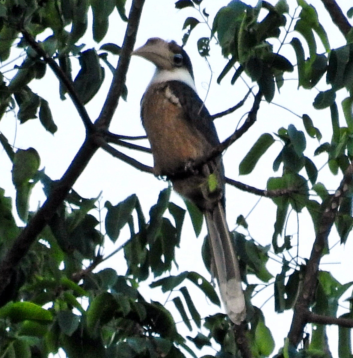 Brown Hornbill - ML645982012