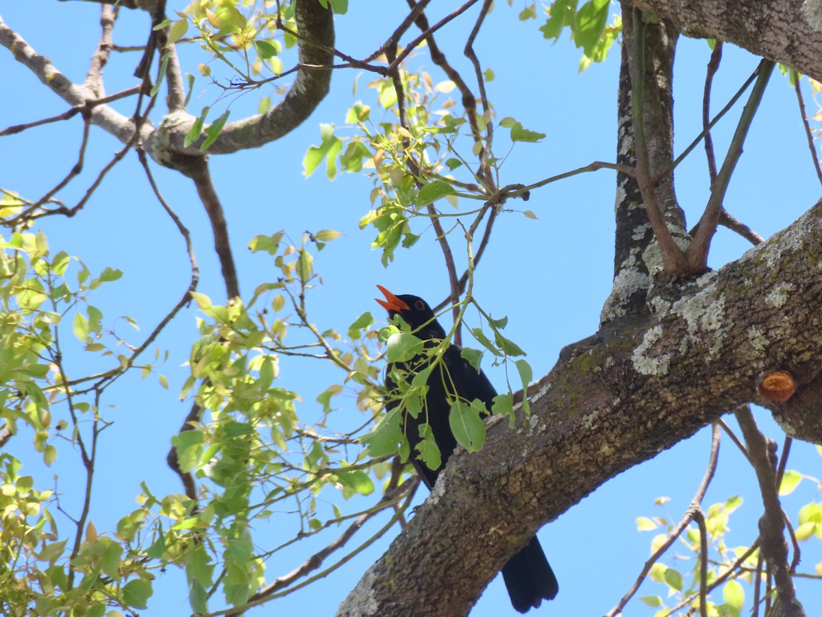 Eurasian Blackbird - ML645982019