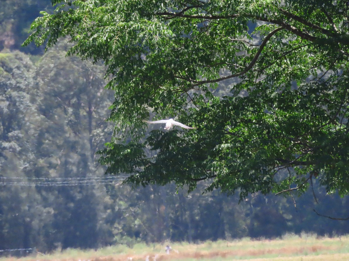 Osprey - ML645982021