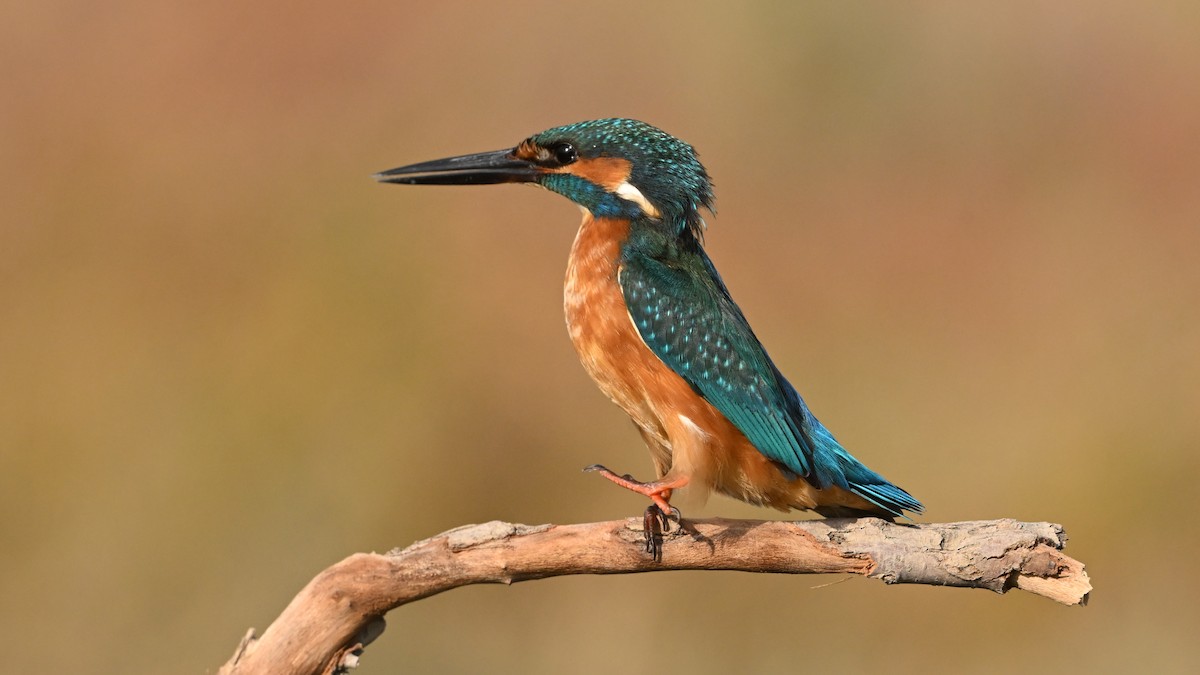 Martin-pêcheur d'Europe - ML645982023