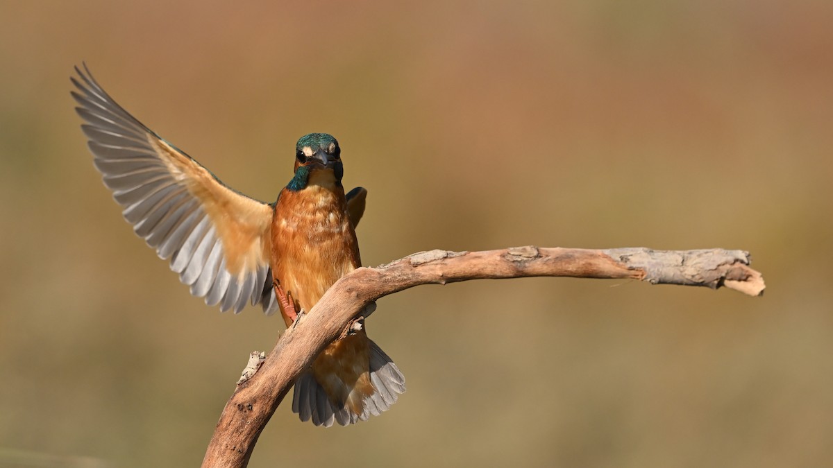 Martin-pêcheur d'Europe - ML645982024