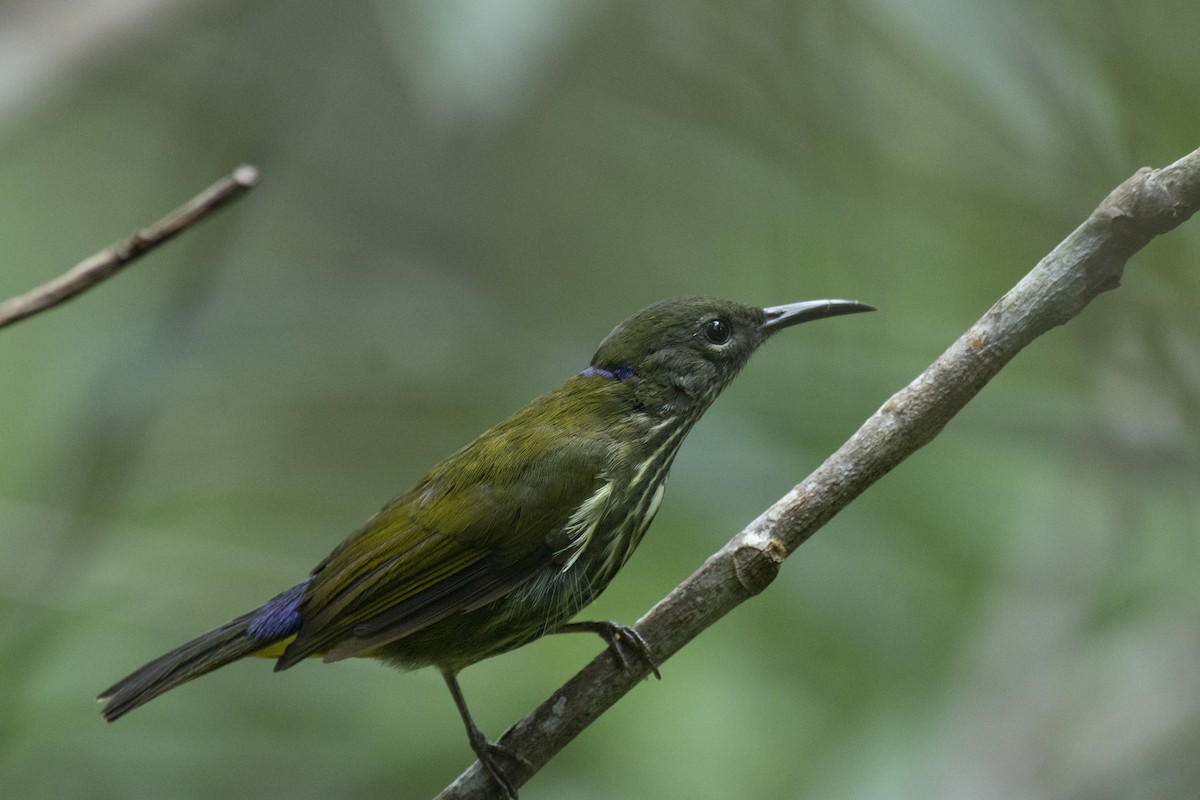 Purple-naped Spiderhunter - ML645982028
