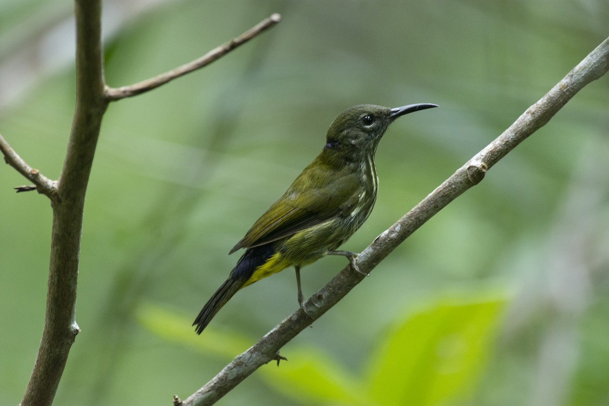 Purple-naped Spiderhunter - ML645982030