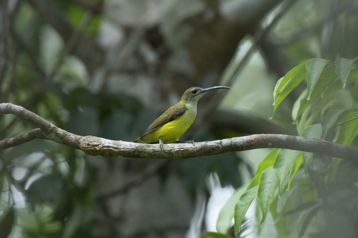 Little Spiderhunter - ML645982032