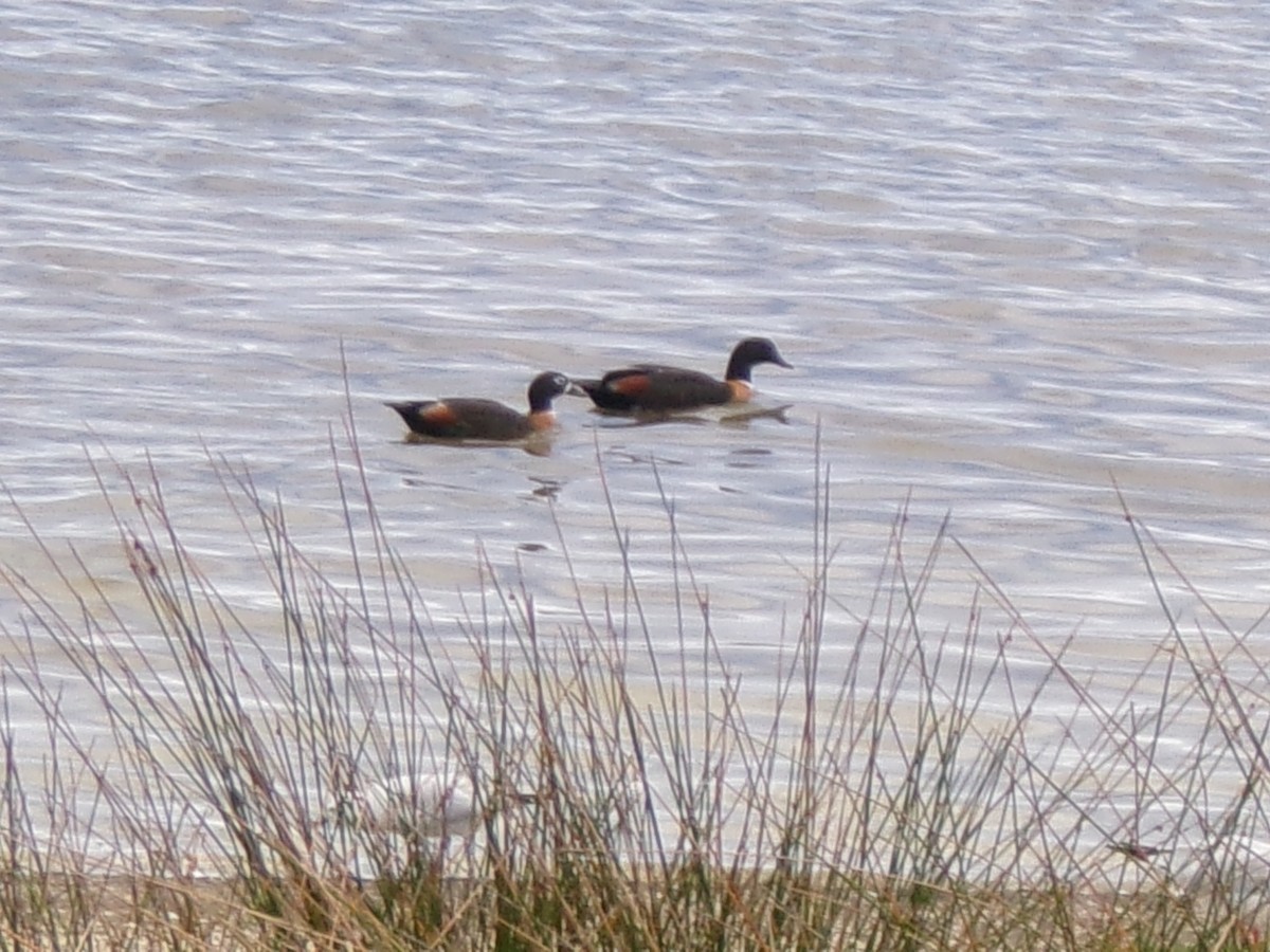 Casarca australiana - ML645982034